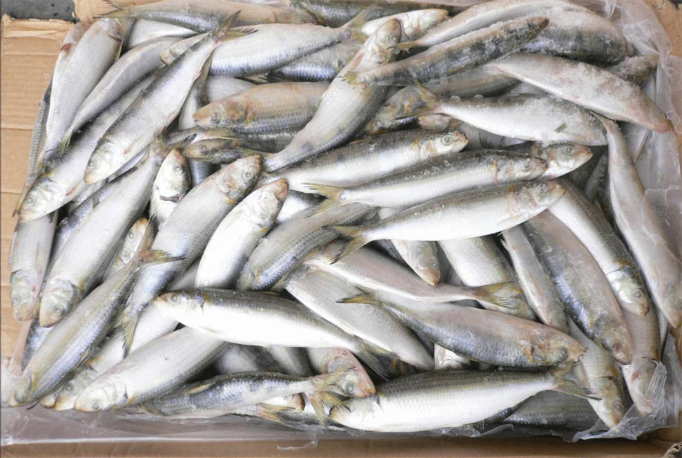 使用金属检测机检测冷冻鱼